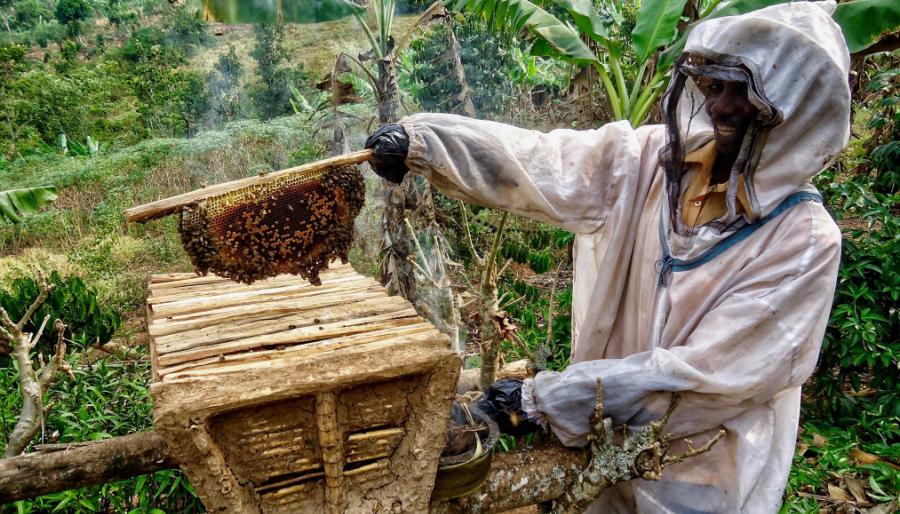 Mit Bienenzucht gegen Armut